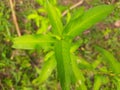 Persicaria hydropiper plant.